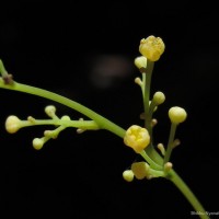 Diploclisia glaucescens (Blume) Diels